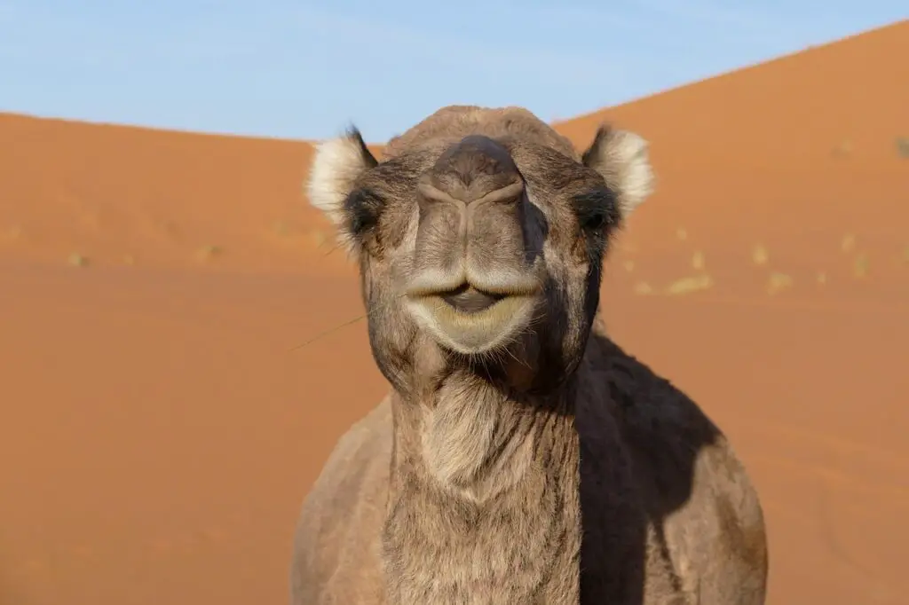 Dromadaire du désert de Merzouga au Maroc