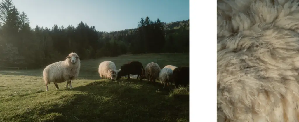 innovation par la laine Ortovox