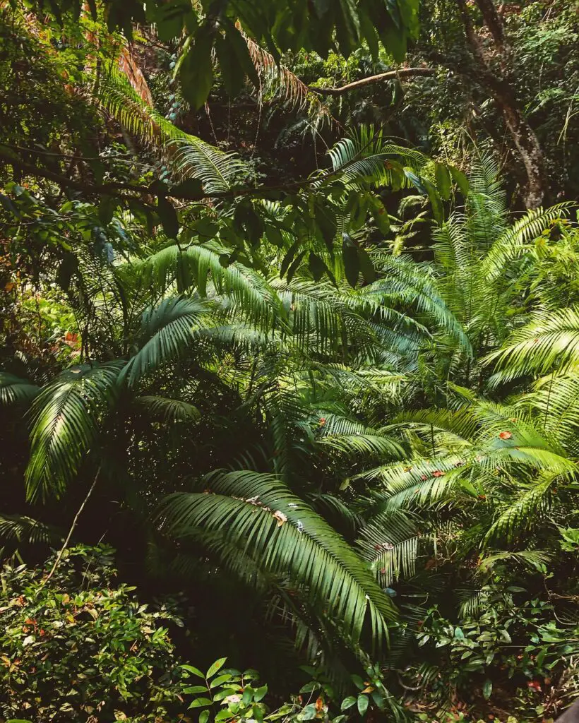 Randonnées en forêt et cascades à Bali