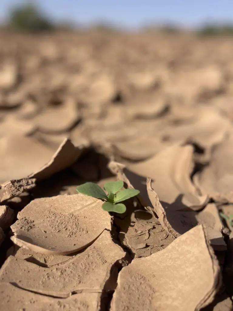 La magie du vivant au coeur du désert marocain