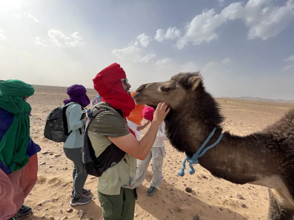 méharé dans le désert marocain avec caravane de dromadaires