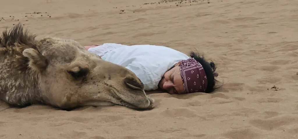 communication animale dans le désert marocain avec un dromadaire