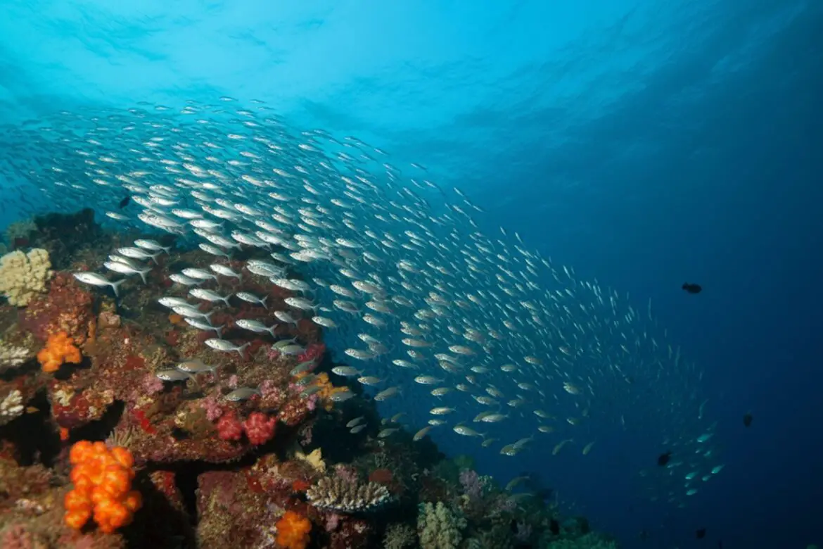 explorer fonds marins reunion