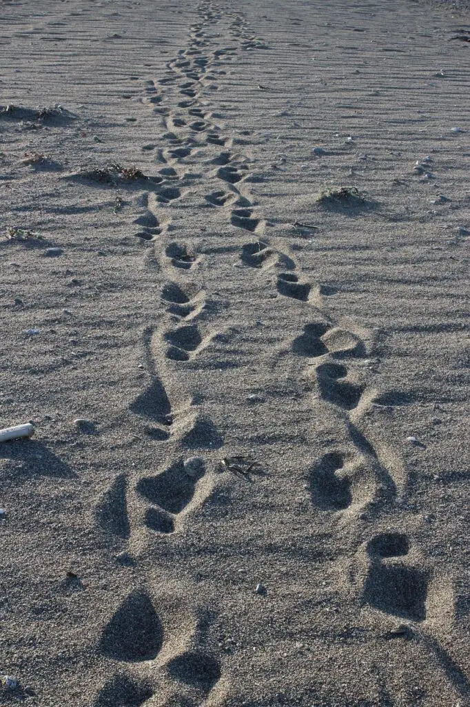 Marche afghane au bord de la mer