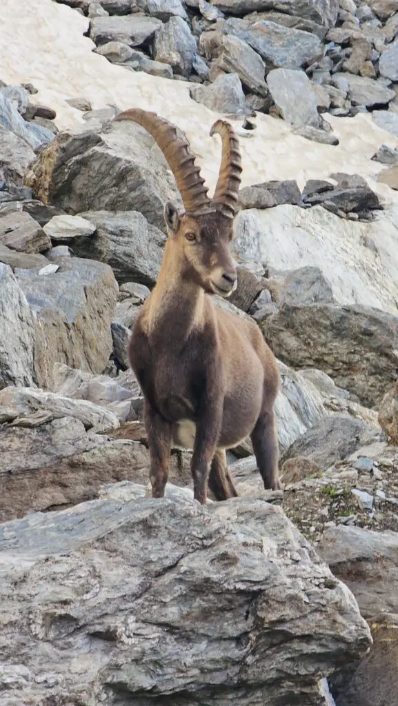 faune sauvage haute route chamonix zermatt