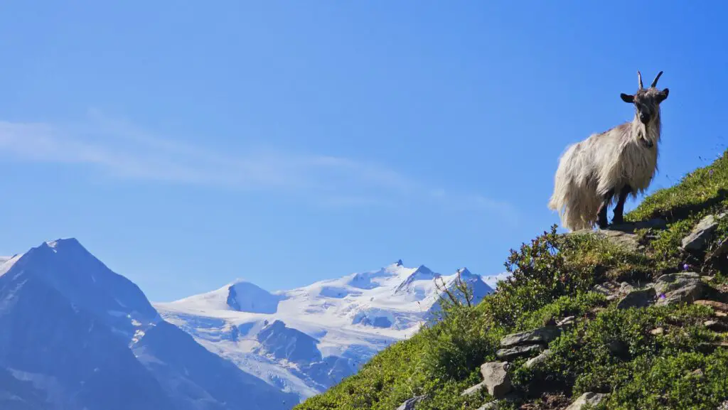 grande randonnée suisse