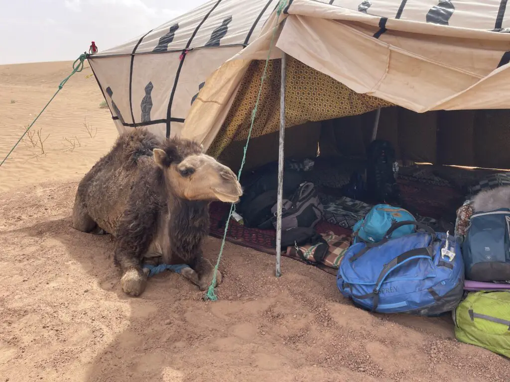 Avis clients sur le sac Osprey Transporter™ Duffel 95