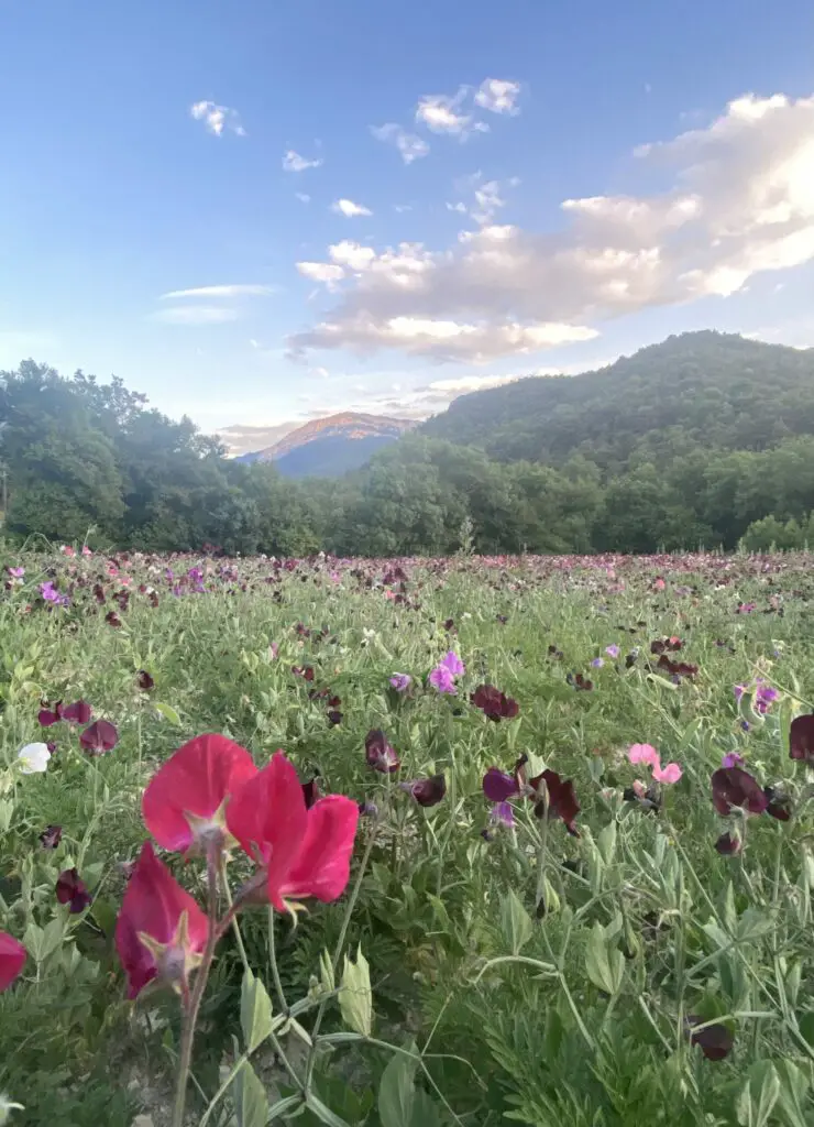 Forêt magique de Saou – Séjour randonnée & yoga