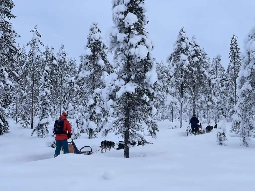 Sortie chien de traineau en laponie avec des enfants