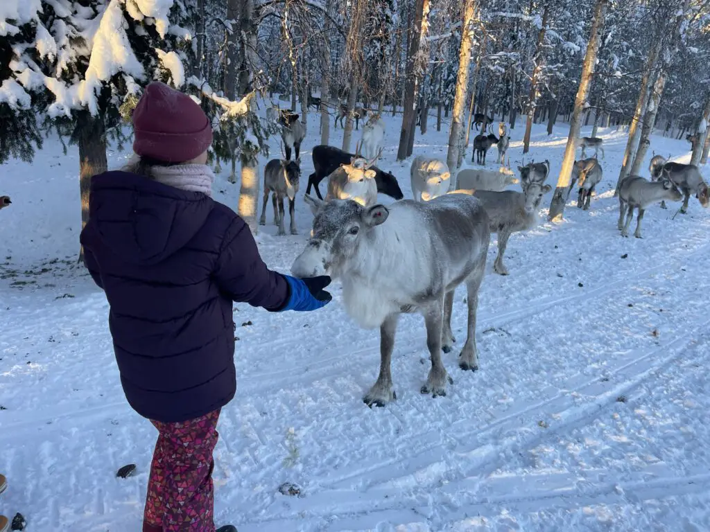 Visite d'une ferme aux rennes Sami en Laponie