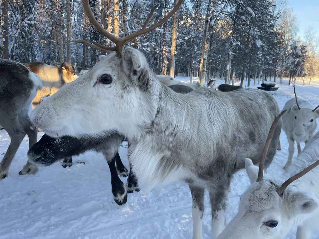 Visite d'une ferme de rennes en laponie