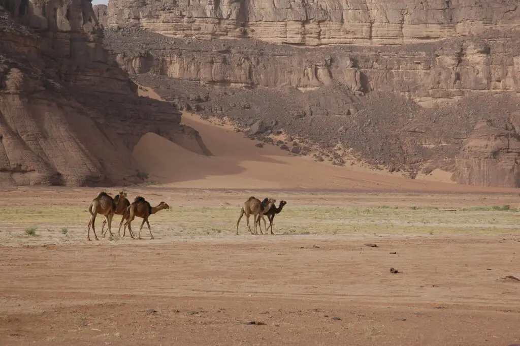 Chameaux traversant les dunes aventure Sahara algérien