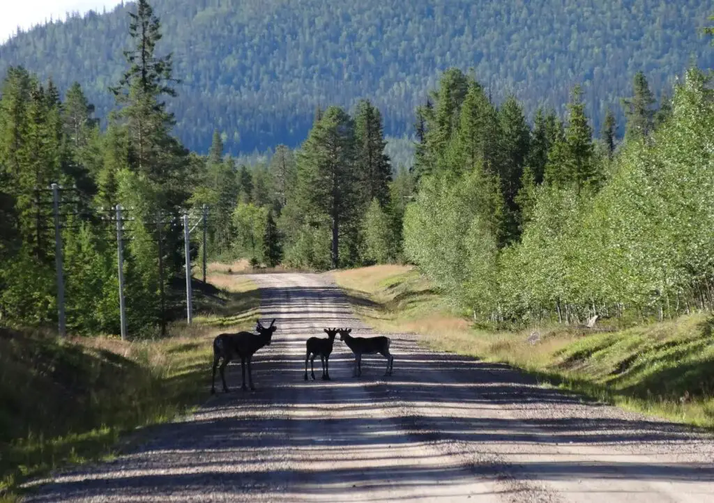Balades nature & randonnées en été à Mellanström en suède