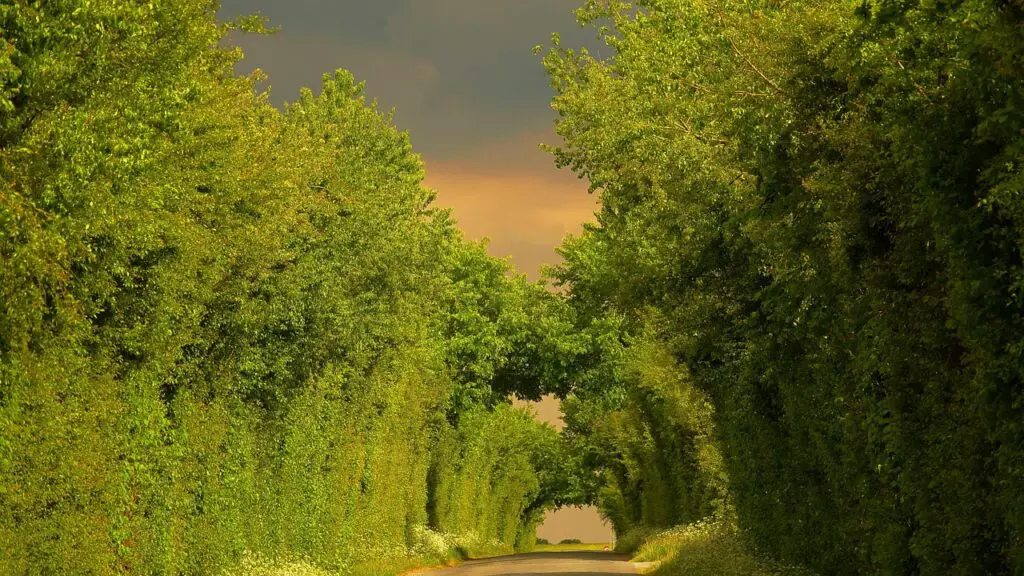 Chemin de Saint-Aubin-des-Ormeaux en vendée