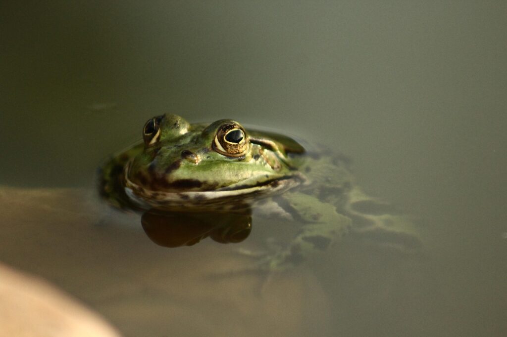 observation des grenouilles en vendée