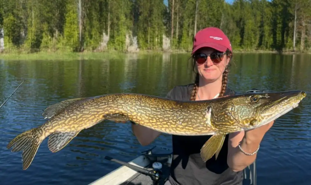 Séjour pêche en suède carnassier, perches zébrées, brochets, truites, ombres communs