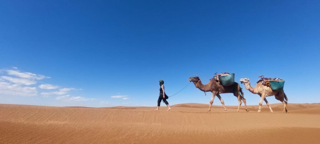 Itinérance avec dromadaire dans le désert marocain
