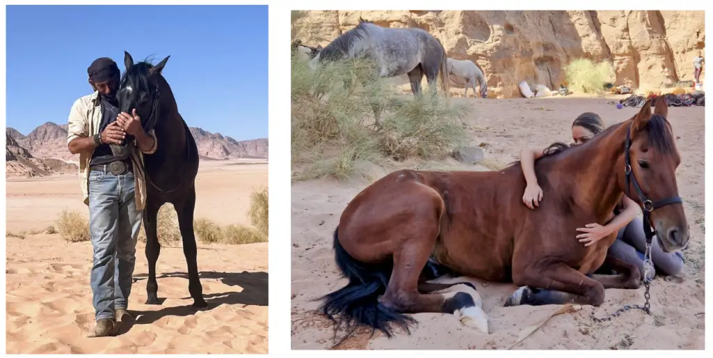 Voyage équestre entre aventure, connexion animale et transformation personnelle