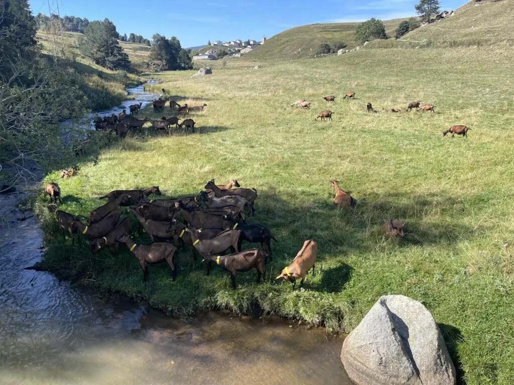 Les chevres de la ferme du dourmidou à matemale