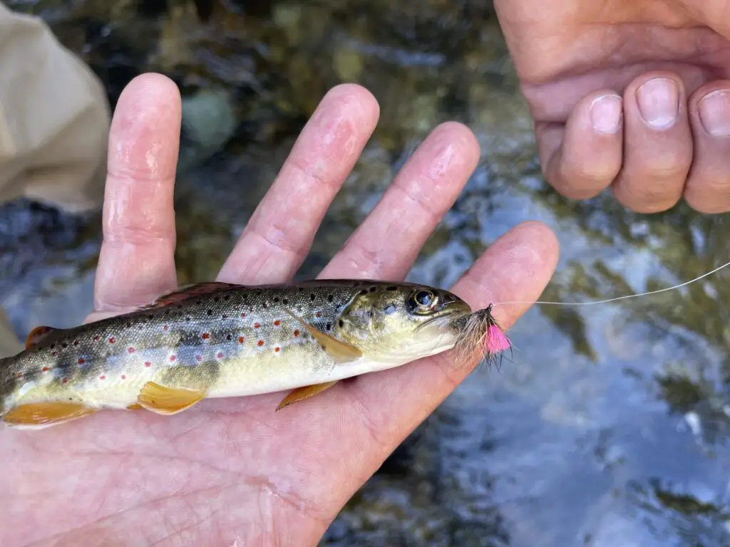 Magnifique truite fario sur la rivière Têt pres de font-romeu