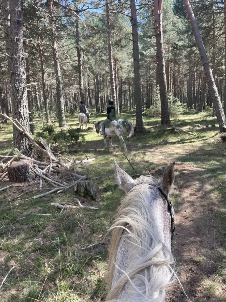 randonnée à cheval dans les fôrets du capcir au dessus des angles