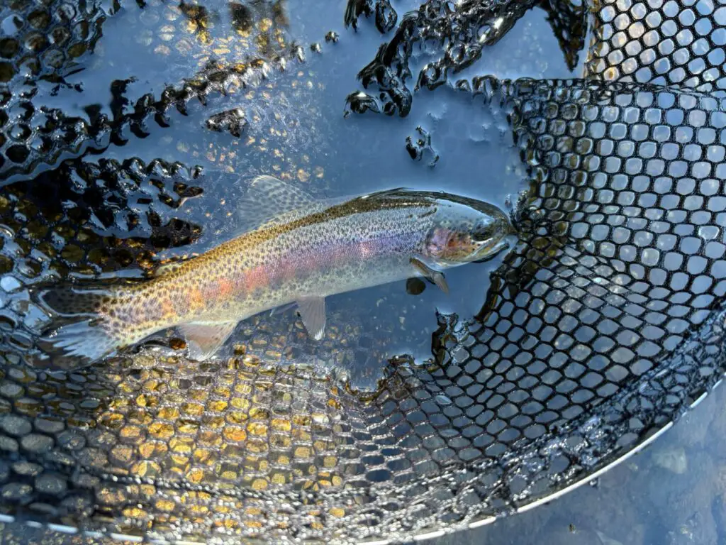 Truite arc-en-ciel prise sur le têt en cerdagne par benoit moreno guide pêche