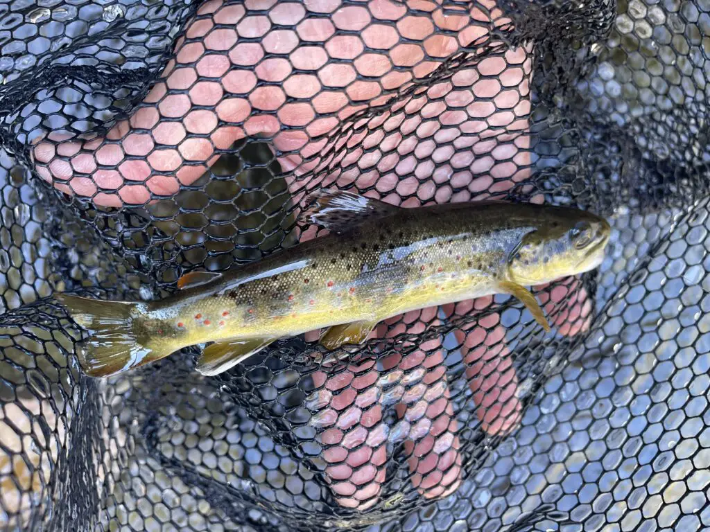 truite fario pêchée à la mouche à Font-Romeu