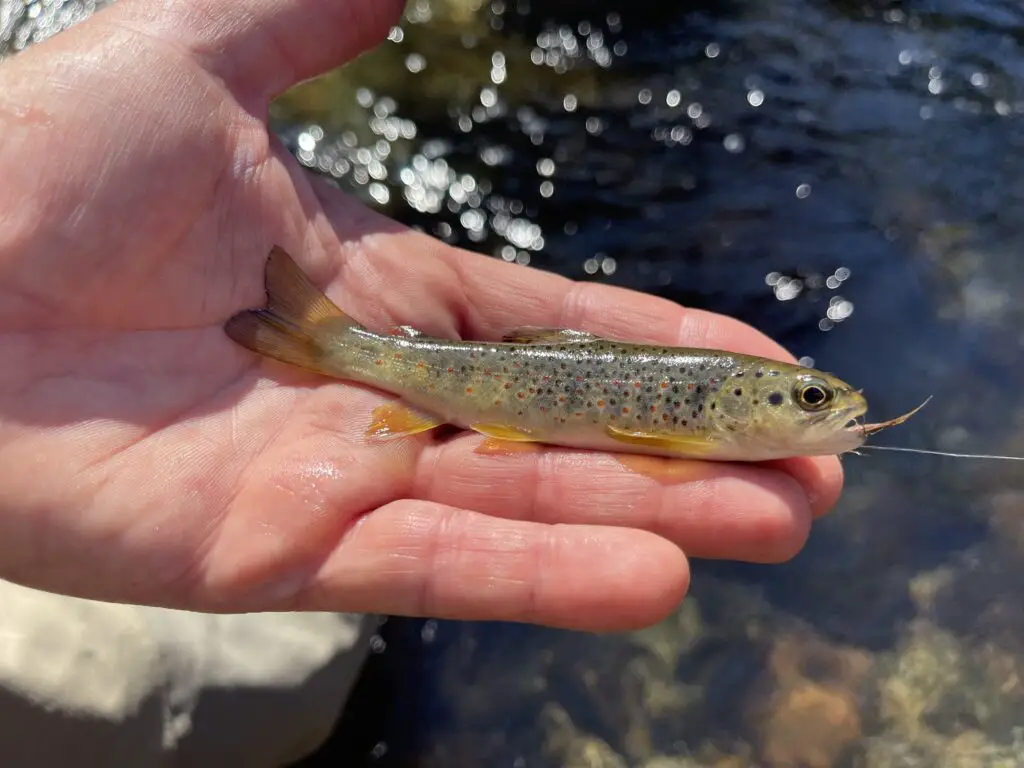 Truitelle des rivières des Pyrénées orientales