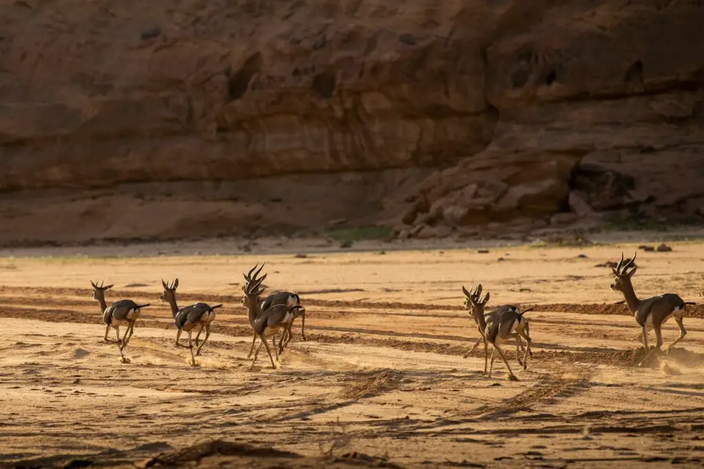 quelle destination choisir pour son premier safari ?