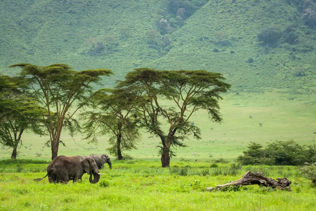 Botswana pour une immersion dans une nature sauvage