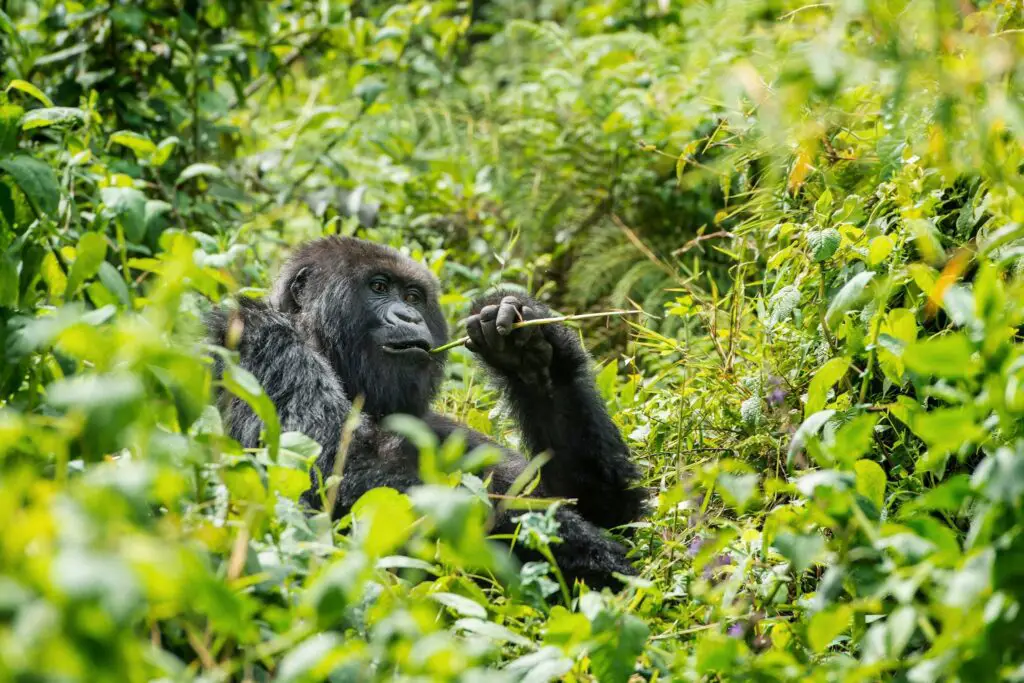 Comment vivre son premier safari dans le respect de la nature ?
