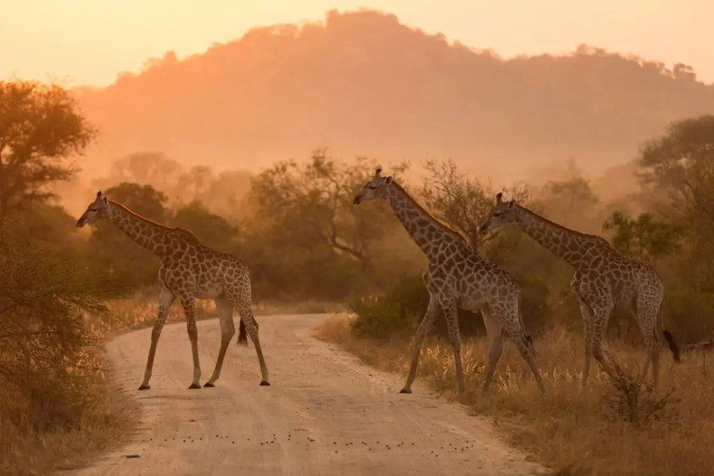Comment vivre son premier safari en afrique dans le respect de la nature ?