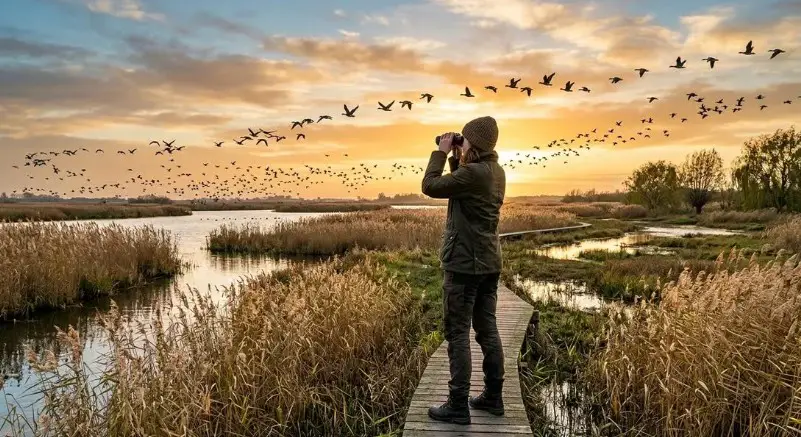 Observation des oiseaux et de la faune en belgique