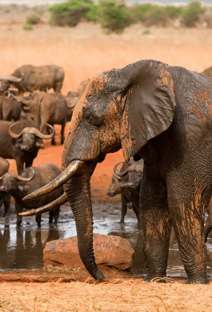 Quels animaux souhaitez-vous observer lors de votre premier safari?