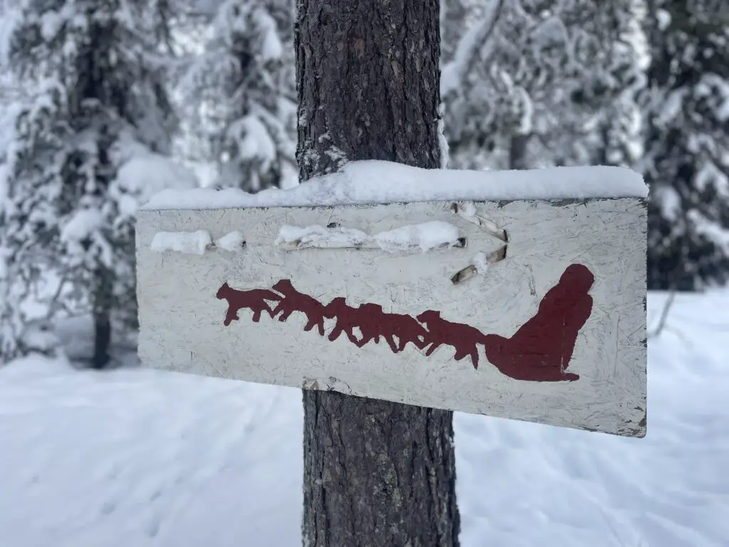 Chien de traineau en laponie suédoise