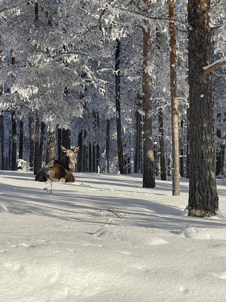 Elan couché dans la neige de laponie suédoise