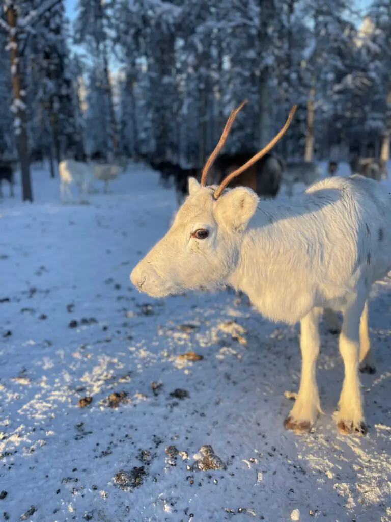 jeune renne femelle avec ses bois en laponie suédoise en terre sami