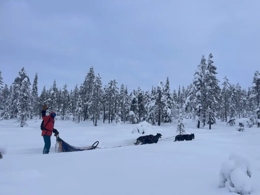La joie de dimitri de conduire un équipage de chien de traineau en laponie suédoise