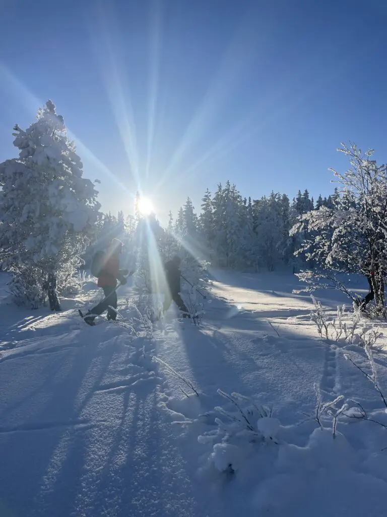 Lumière de laponie lors d'une rando en raquette à neige en suède