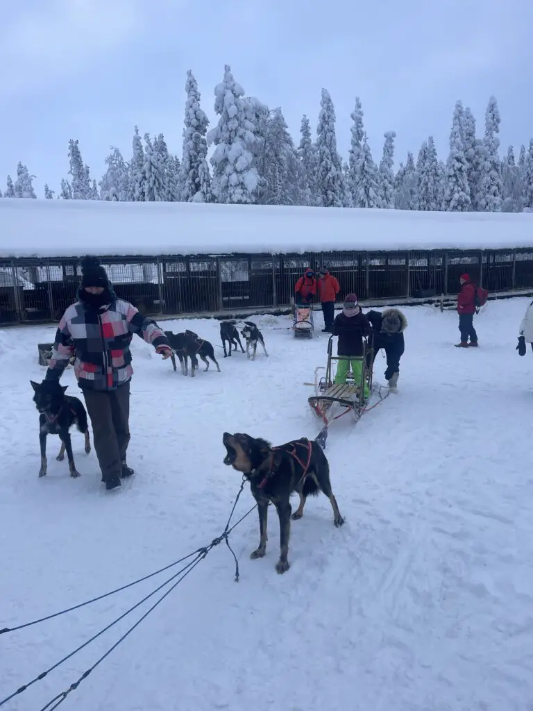Préparation des chiens par le musher pour la sortie chien de traineau en laponie