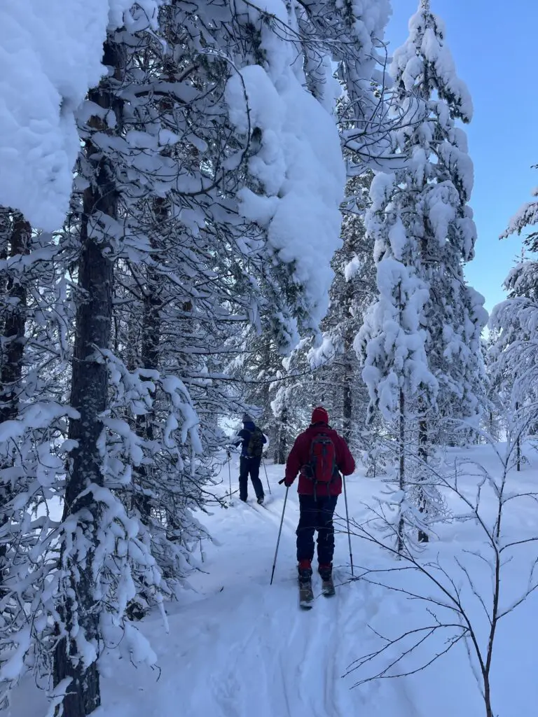 Ski nordique en foret enneigé en laponie suédoise