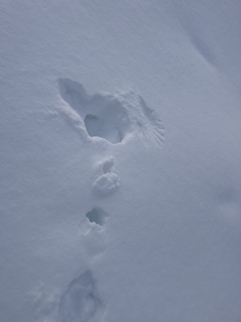 Trace de tetras dans la neige en laponie suédoise