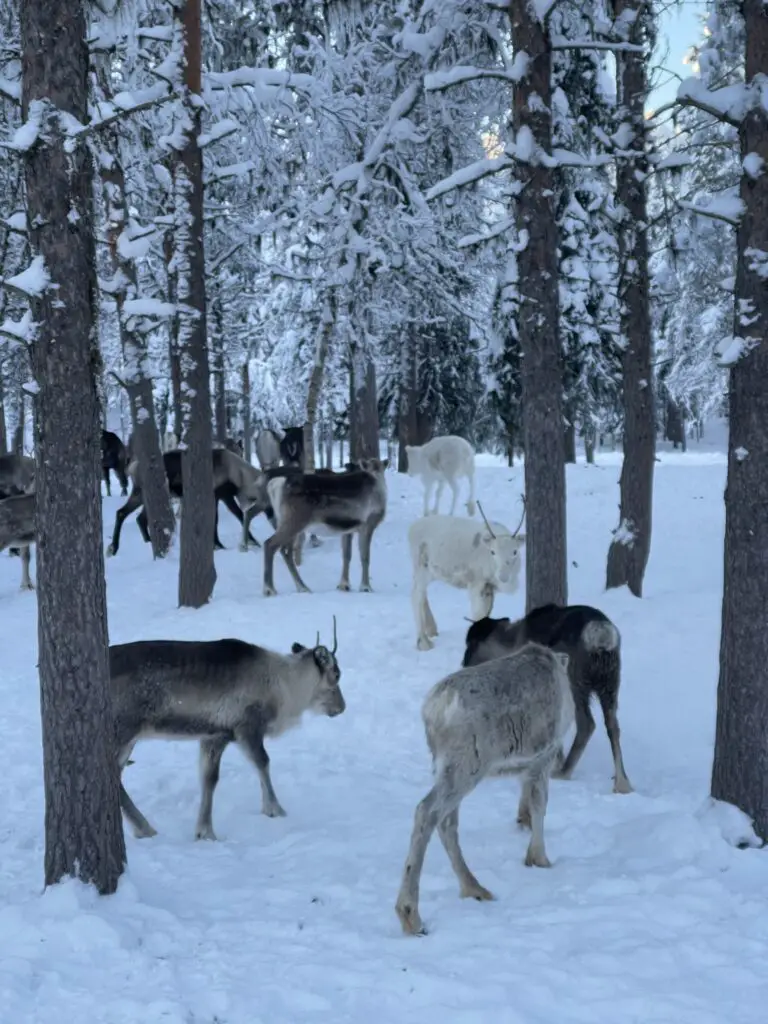 Troupeau de rennes sami en peline nature en laponie suédoise