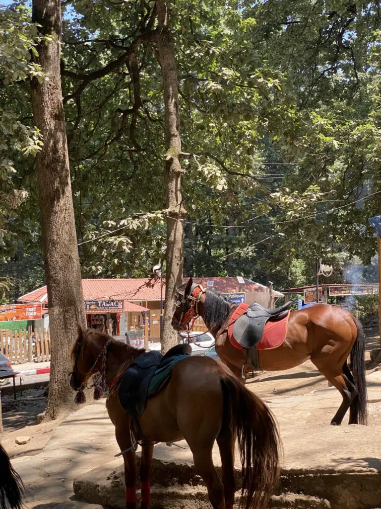 Paysage avec chevaux en Algérie