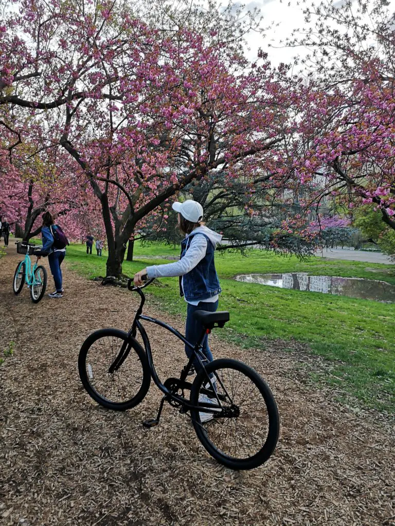 Petite pause autour des cherry blossom de Central Park
