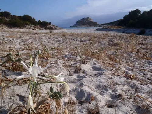 plages de rêve des Agriate découvert en kayak en Corse