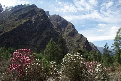 Fleurs rencontrées durant notre trek au Langtang