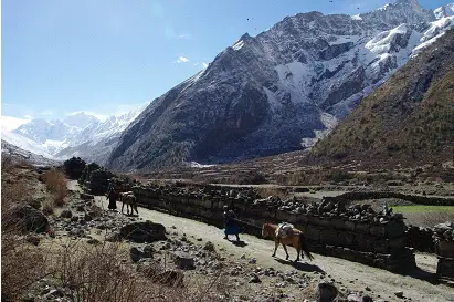 Paysage de montagne enneigée sur l'itinéraire de notre trek au Langtang