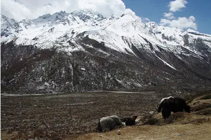 Montagne enneigée sur l'itinéraire de notre trek au Langtang