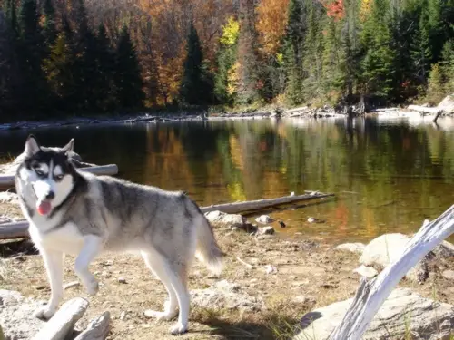 canoë au Canada